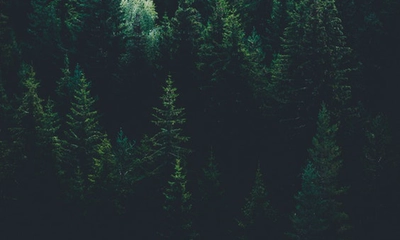 Orman Mühendisliği bölümü nedir? Mezunu ne iş yapar?