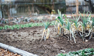 Biyosistem Mühendisliği Mezunu Ne İş Yapar? Nasıl Olunur? Biyosistem Mühendisliği Olan Üniversiteler!