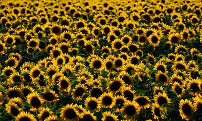 Mezunlarına Ziraat Mühendisi Unvanı Kazandıran Bölümler