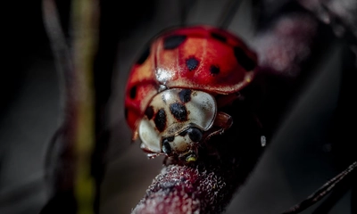 Entomoloji Nedir? Entomoloji Eğitimi Hakkında Bilinmesi Gerekenler