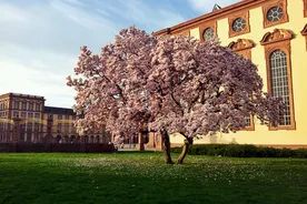 University of Mannheim