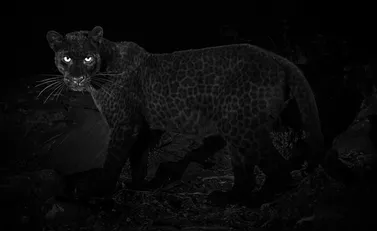 110 Yıl Sonra İlk Kez Görüntülenen Siyah Leopar Heyecan Yarattı! Biyoloji 101!