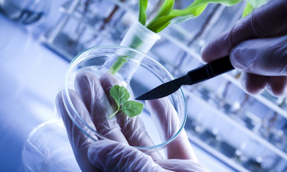 Biyoteknoloji Nedir? Biyoteknoloji Mezunları Ne İş Yapar?