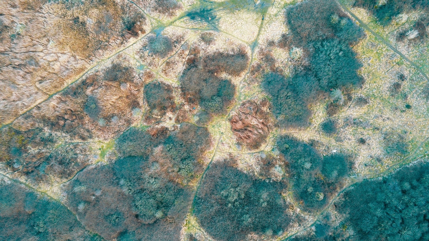 500 yıllık deney başladı