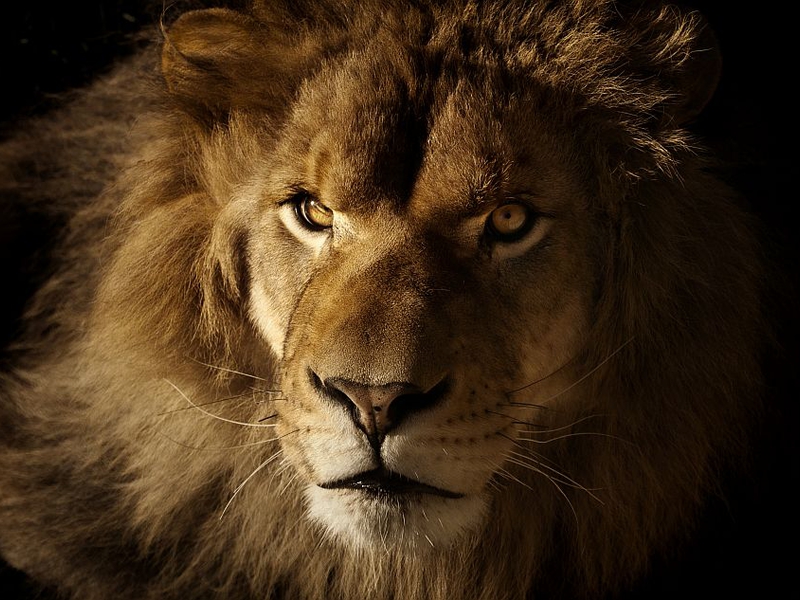 Ormanın Kralı Aslanları Örnek Almamızı Sağlayacak 6 Kural! 3