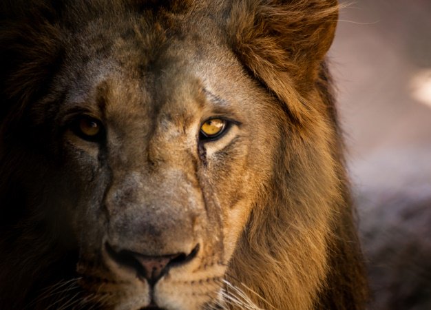 Ormanın Kralı Aslanları Örnek Almamızı Sağlayacak 6 Kural! 1