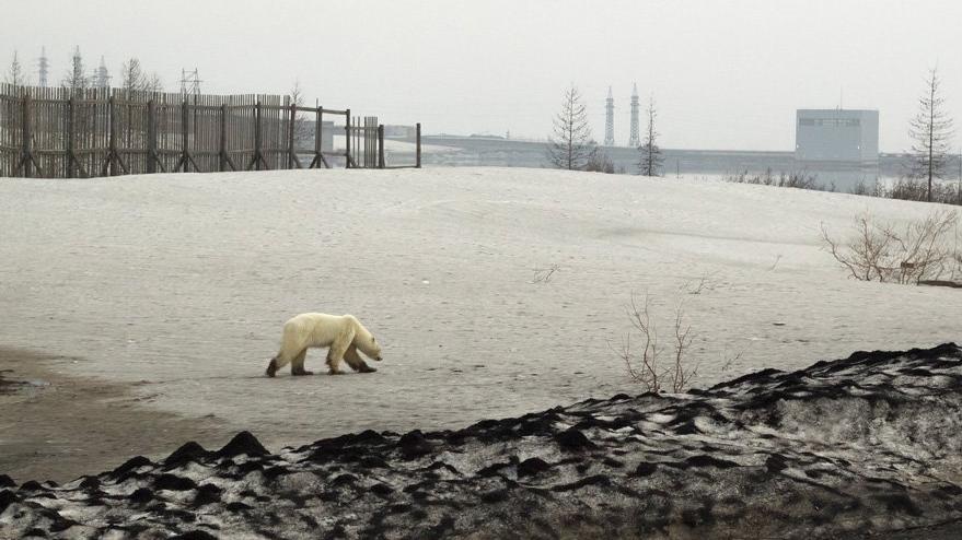 sibirya'da 40 yıl sonra şehirde görüntülenen kutup ayıları şaşırttı! 1