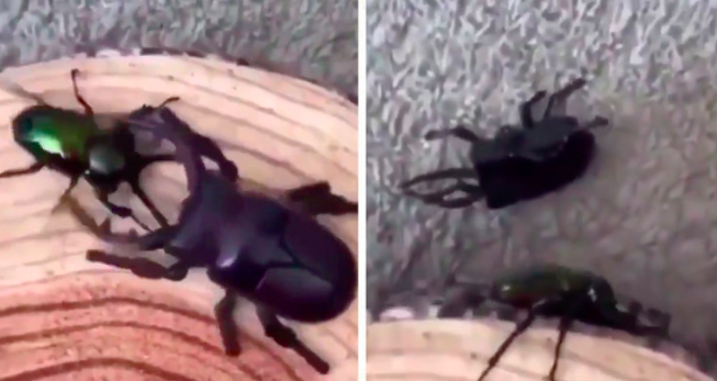 robot böcekle gerçek böceğin savaşı gündeme oturdu