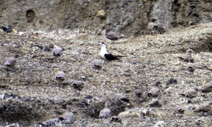 volkanik patlamalar hayatın beşiği olabilirler.